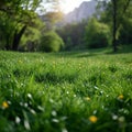 Alpine serenity Sunlight bathes fresh green grass in a meadow