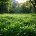 Alpine serenity Sunlight bathes fresh green grass in a meadow