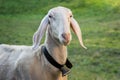 Alpine sheep, bell around the neck on Tyrol Mountain. Animal on Austria Alps.