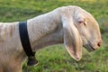 Alpine sheep, bell around the neck on Tyrol Mountain. Animal on Austria Alps.