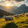 Alpine sheep grazing dawn Royalty Free Stock Photo