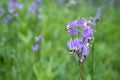 Alpine Shooting Star Blossoms in Yosemite meadow