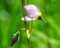 Alpine Shootingstar in Great Basin National Park