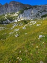 Alpine Silver thistle flower growing at Rofan, Brandenberg Alpine pasture in Tyrol, Austria