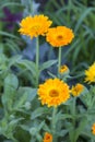 Alpine slide,Gerbera flower yellow