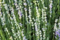 Alpine slide, lavender flowers