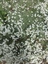 Alpine slide, small white flowers, mint-colored leaves