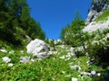 Alpine Slope Covered In Rocks, Lush Vegetation And Larch Trees