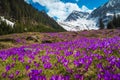 Alpine slopes with purple crocus flowers and snowy mountains, Romania Royalty Free Stock Photo