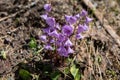 Alpine snowbell or blue moonwort (Soldanella alpina