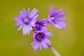 Alpine snowbell, Soldanella montana, wild pink violet flower from forest. Bloom during spring. Three blossom flower, Czech Republi