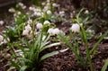 Alpine snowdrops - blurred spring flowers, forest background