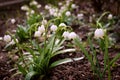 Alpine snowdrops - blurred spring flowers, forest background Royalty Free Stock Photo