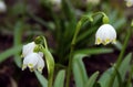 Alpine snowdrops - blurred spring flowers, forest background