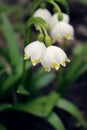 Alpine snowdrops - forest spring flowers, blurred background
