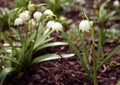 Alpine snowdrops - forest spring flowers, blurred background