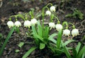 Alpine snowdrops - forest spring flowers, blurred background Royalty Free Stock Photo