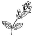 Alpine Speedwell vintage illustration