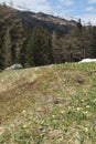 Alpine spring meadow