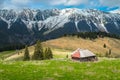 Alpine spring pasture with snowy mountains in background, Transylvania, Romania Royalty Free Stock Photo