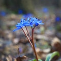 Alpine squill flower