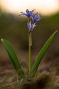 Alpine squill (Scilla bifolia) on a spring mountain meadow Royalty Free Stock Photo