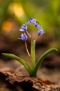 Alpine squill (Scilla bifolia) on a spring mountain meadow Royalty Free Stock Photo