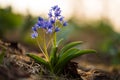 Alpine squill (Scilla bifolia) on a spring mountain meadow Royalty Free Stock Photo