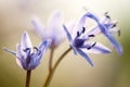 Alpine squill (Scilla bifolia) on a spring mountain meadow Royalty Free Stock Photo