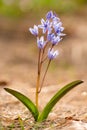 Alpine squill (Scilla bifolia) on a spring mountain meadow Royalty Free Stock Photo