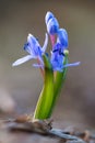 Alpine squill (Scilla bifolia) on a spring mountain meadow Royalty Free Stock Photo