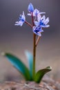 Alpine squill (Scilla bifolia) on a spring mountain meadow