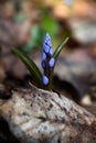 Alpine squill in a spring beech forest