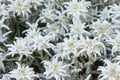 Alpine star flower close up detail Royalty Free Stock Photo