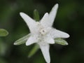 Alpine star flower macro detail