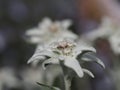 Alpine star flower macro detail