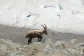 Alpine steinbock above Gornergrat Glacier