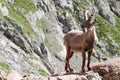 Alpine steinbock in Italian mountains