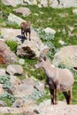 Alpine steinbock in Italian mountains