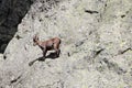 Alpine steinbock in Italian mountains