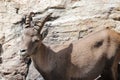 Alpine steinbock in Italian mountains