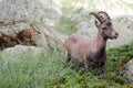 Alpine steinbock in Italian mountains