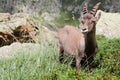 Alpine steinbock in Italian mountains