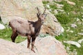 Alpine steinbock in Italian mountains