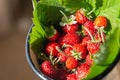 Alpine strawberries, a healthy snack home-grown in a container Royalty Free Stock Photo