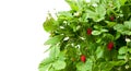 Alpine strawberry plant isolated on white Royalty Free Stock Photo