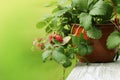 Alpine strawberry plant in pot with pink flower on green background Royalty Free Stock Photo