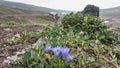 Alpine stunted purple bluebells bloom on the top of the mountain