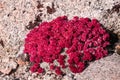 Alpine Sulphur-Flowered Buckwheat Eriogonum ovalifolium, Eastern Sierra Mountains, California Royalty Free Stock Photo