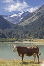 Alpine summer at the Durlassboden storage lake